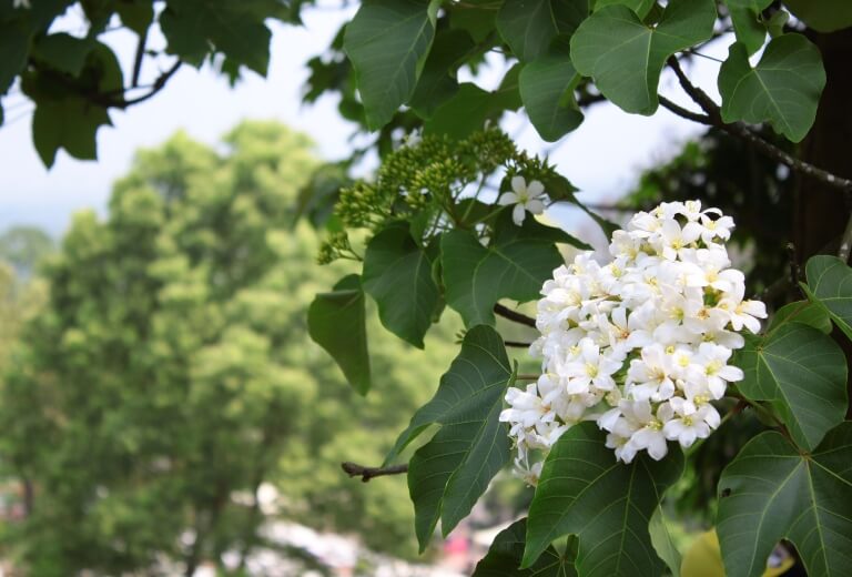 四月~六月│賞花季